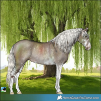 Horse Color:Liver Red Dun Mushroom Sabino Rabicano 