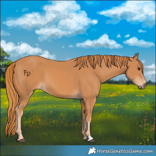 Horse Color:Chestnut 
