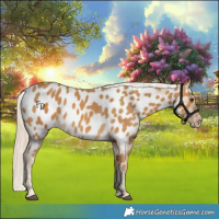 Horse Color:Palomino Near Leopard 