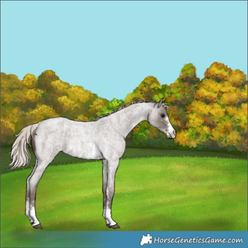 Horse Color:Silver Blue Roan Sabino 