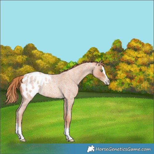 Horse Color:Gold Champagne Roan Splash Blanket Rabicano 