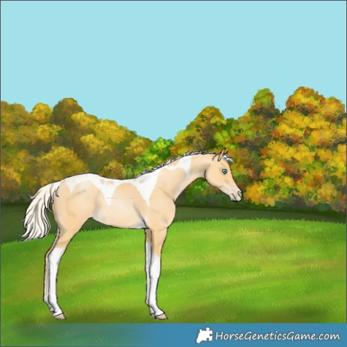 Horse Color:Silver Buckskin Pearl Tobiano 
