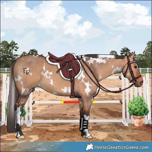 Horse Color:White Spotted Bay Dun Rabicano 
