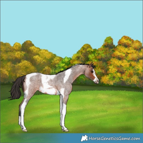 Horse Color:Bay Roan Tobiano Frame 