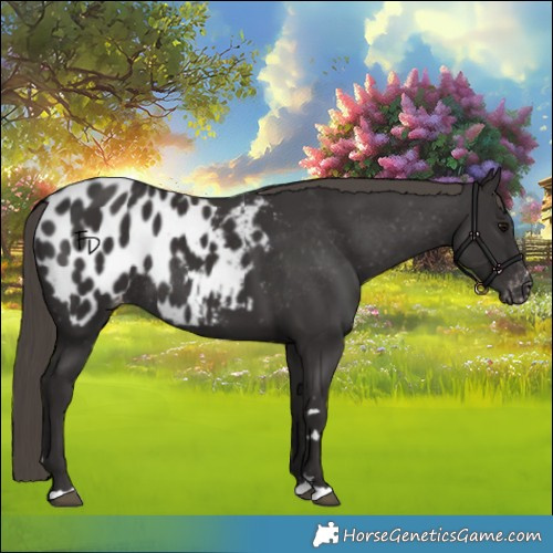 Horse Color:Smoky Black Appaloosa Rabicano 