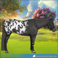 Horse Color:Smoky Black Appaloosa Rabicano 