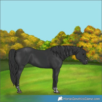 Horse Color:Black and Black