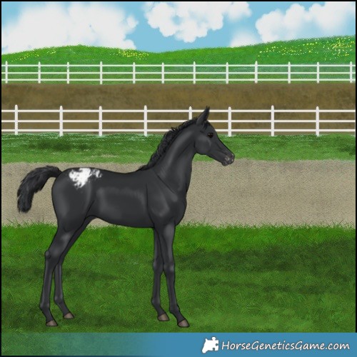 Horse Color:Black Varnish Rabicano 