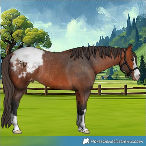 Horse Color:Bay Appaloosa Rabicano 