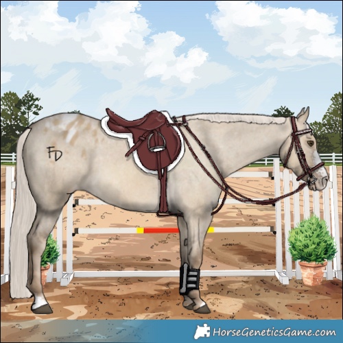 Horse Color:Chocolate Palomino Dun Sabino Appaloosa Rabicano 