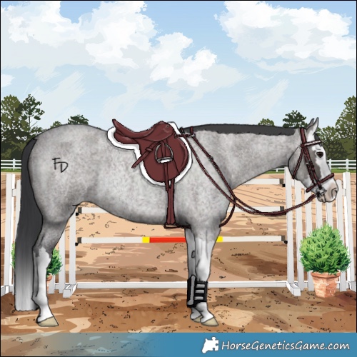 Horse Color:Grullo Roan Splash Rabicano 