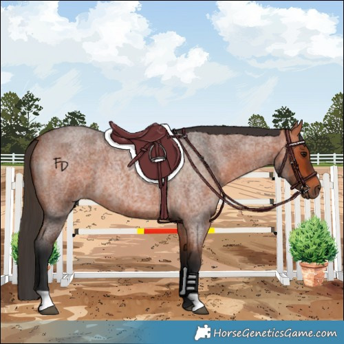 Horse Color:Bay Roan 