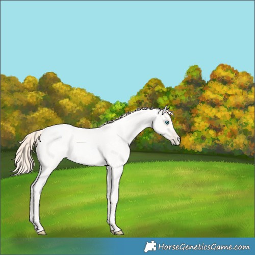 Horse Color:Amber Cream Champagne Roan Pearl 