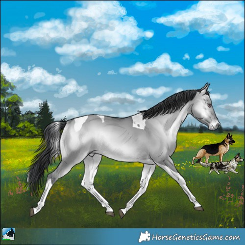 Horse Color:Brown Chinchilla Onyx Tobiano 