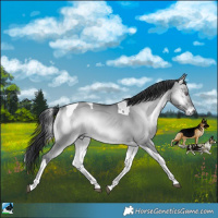 Horse Color:Brown Chinchilla Onyx Tobiano 
