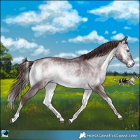 Horse Color:Chocolate Brown Chinchilla Onyx Rabicano 