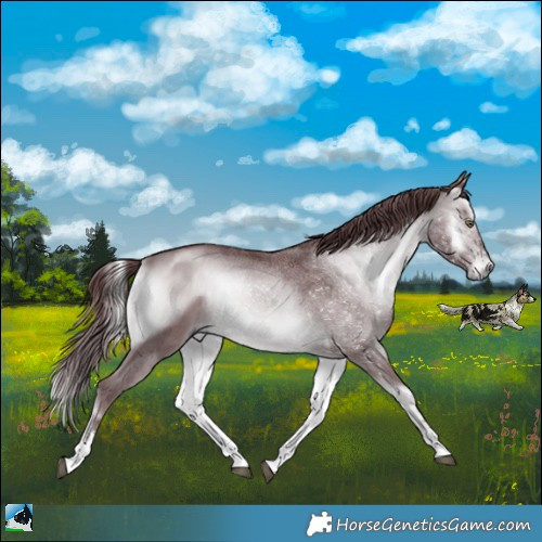 Horse Color:Chocolate Brown Chinchilla Onyx Sabino Rabicano 