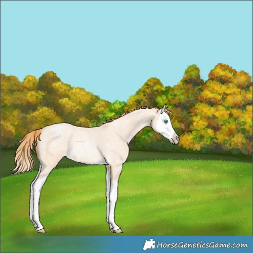 Horse Color:Buckskin Roan Pearl Splash Rabicano 