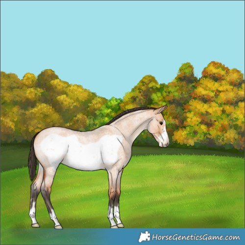 Horse Color:Bay Roan Dun Frame 