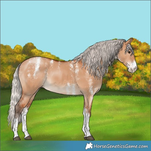 Horse Color:Powder White White Spotted Silver Bay Dun 