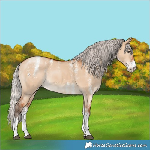 Horse Color:Powder White White Spotted Silver Bay Dun 