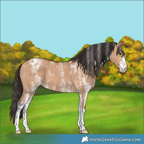 Horse Color:Powder White White Spotted Bay Dun 