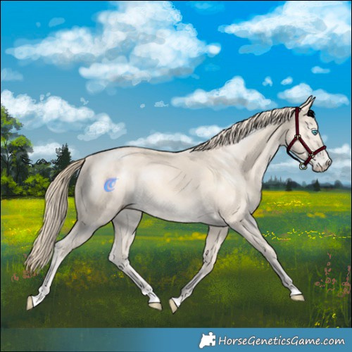 Horse Color:Perlino 