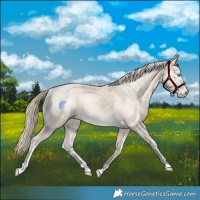 Horse Color:Perlino 