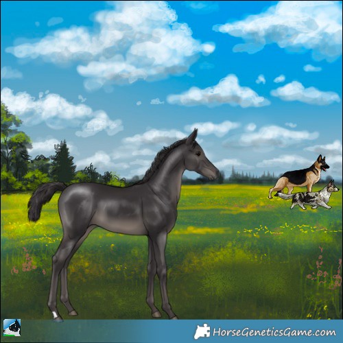 Horse Color:Smoky Black
