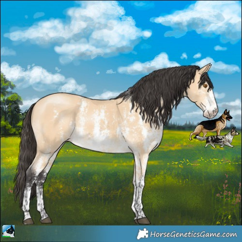 Horse Color:Buckskin Mushroom Sabino
