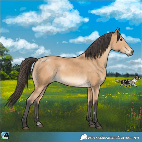 Horse Color:Buckskin 