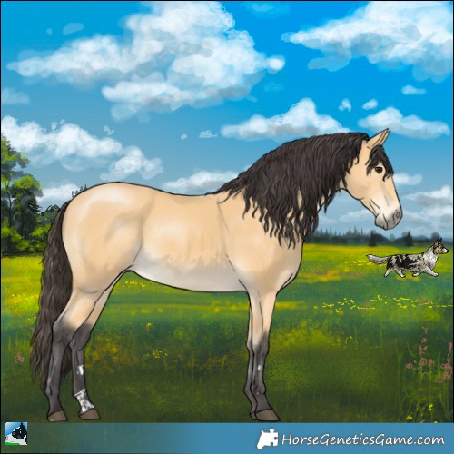 Horse Color:Buckskin