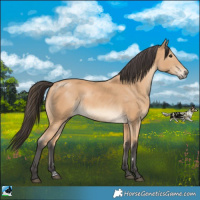 Horse Color:Buckskin