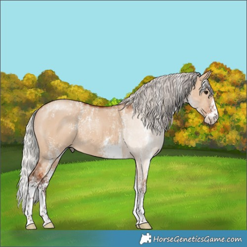 Horse Color:Powder White White Spotted Silver Bay Dun 