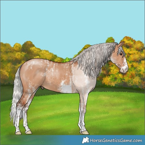 Horse Color:Powder White White Spotted Silver Bay Dun