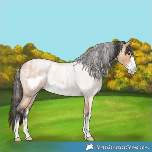 Horse Color:Powder White Bay Roan Dun Frame 