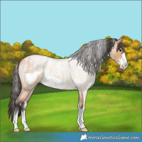 Horse Color:Powder White Bay Roan Dun Frame 