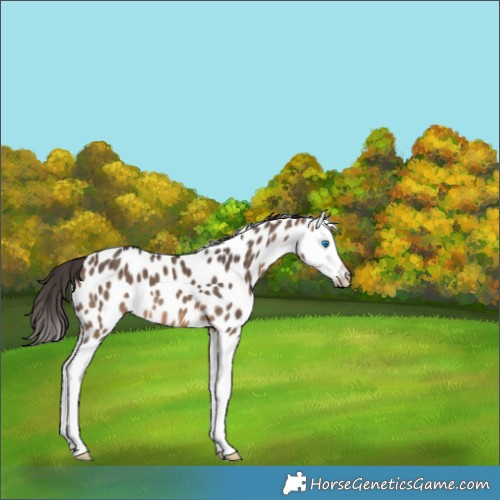 Horse Color:Brown Dun Splash Near Leopard 