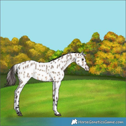 Horse Color:Brown Dun Near Leopard Rabicano 