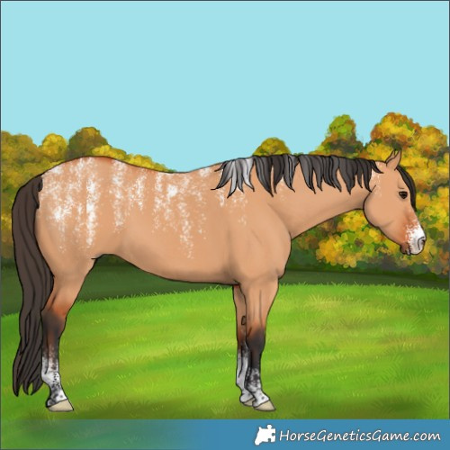 Horse Color:Powder White Bay Dun 