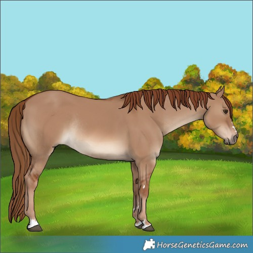 Horse Color:Red Dun Rabicano