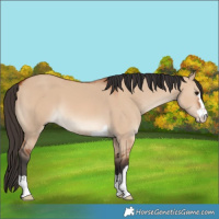 Horse Color:Bay Dun