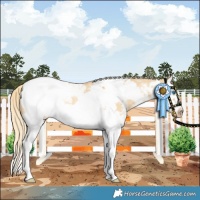 Horse Color:Palomino Dun Sabino Splash Frame Appaloosa Rabicano