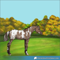 Horse Color:White Spotted Liver Red Dun Appaloosa Rabicano