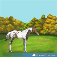 Horse Color:Buckskin Tobiano Appaloosa 