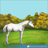 Horse Color:Liver Red Dun Splash Tobiano Snowcap Rabicano 