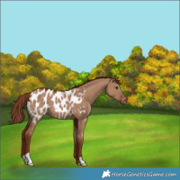 Horse Color:Red Dun Appaloosa 
