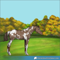 Horse Color:White Spotted Liver Red Dun Appaloosa 