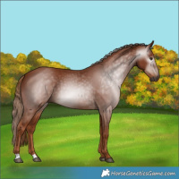 Horse Color:Gray Chestnut 