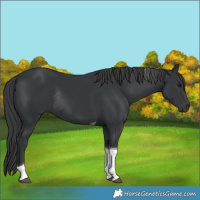 Horse Color:Black Tobiano Rabicano 
